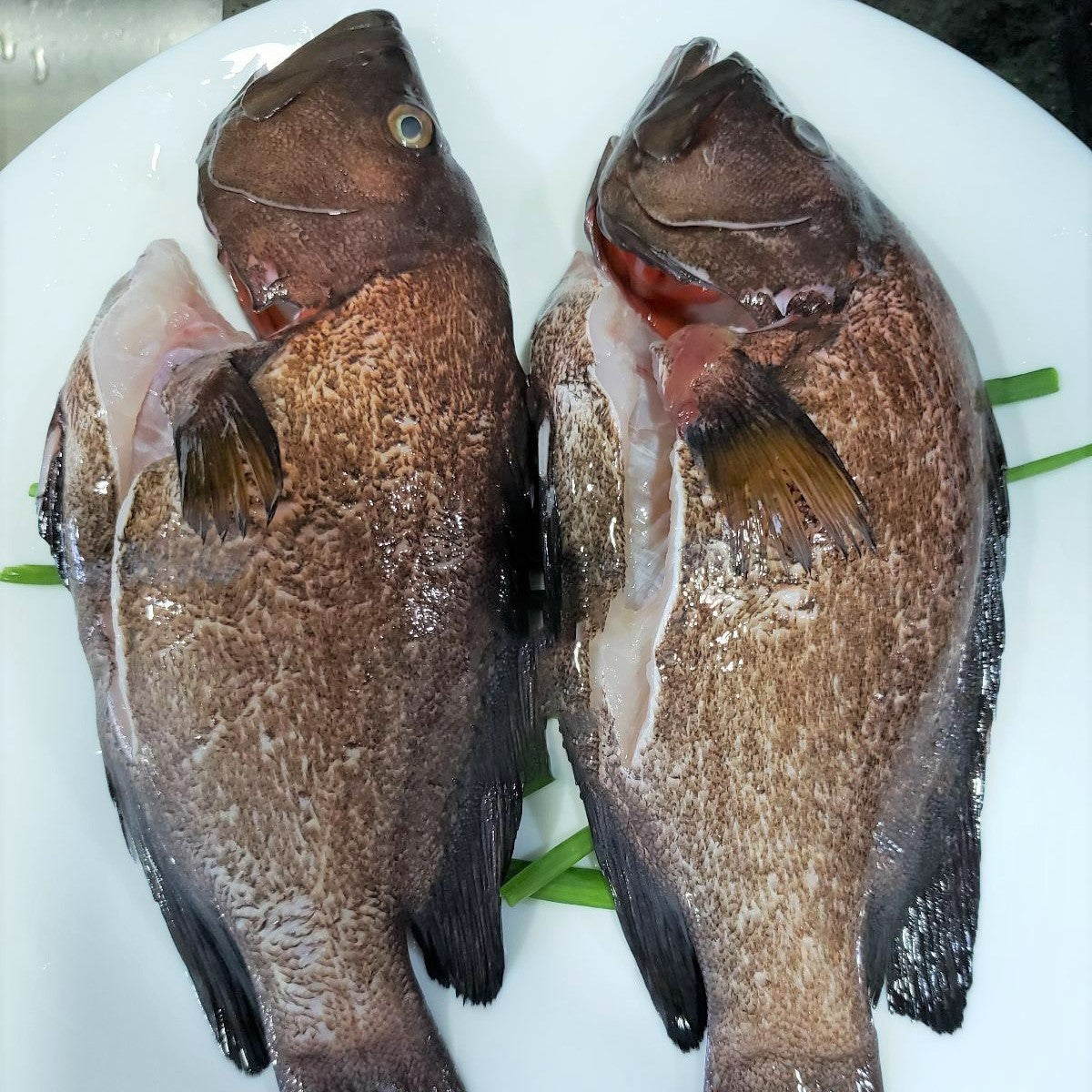 Sabah Black Speckled Grouper 沙巴黑瓜子斑 (Whole Fish)