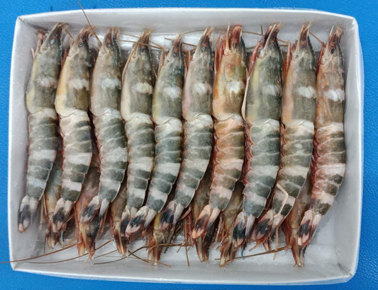 Cat Tiger Prawn 猫虎虾 400g±