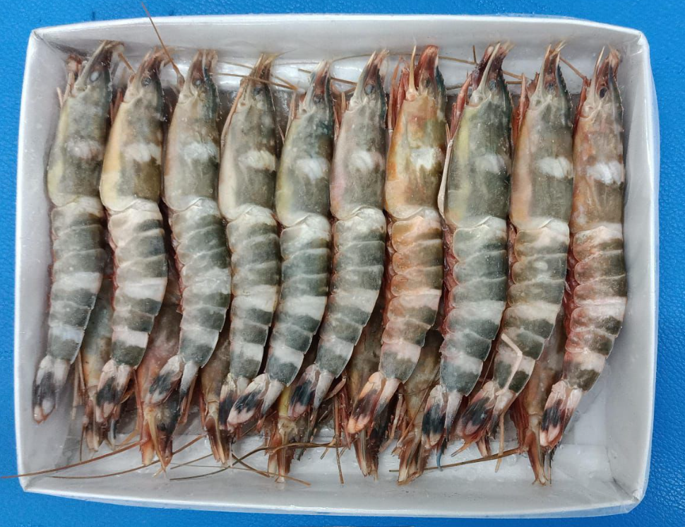 Cat Tiger Prawn 猫虎虾 400g±