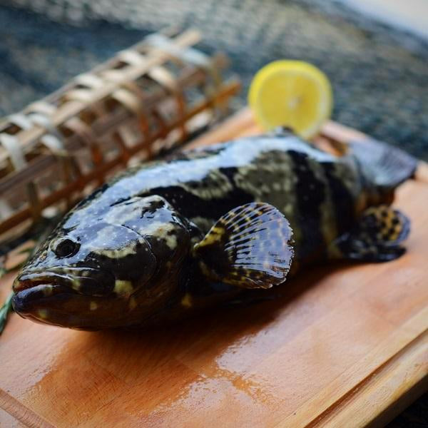 Hybrid Grouper 龙虎斑 (Sabah Whole FIsh)