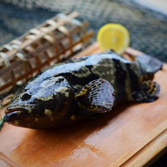Hybrid Grouper 龙虎斑 (Sabah Whole FIsh)