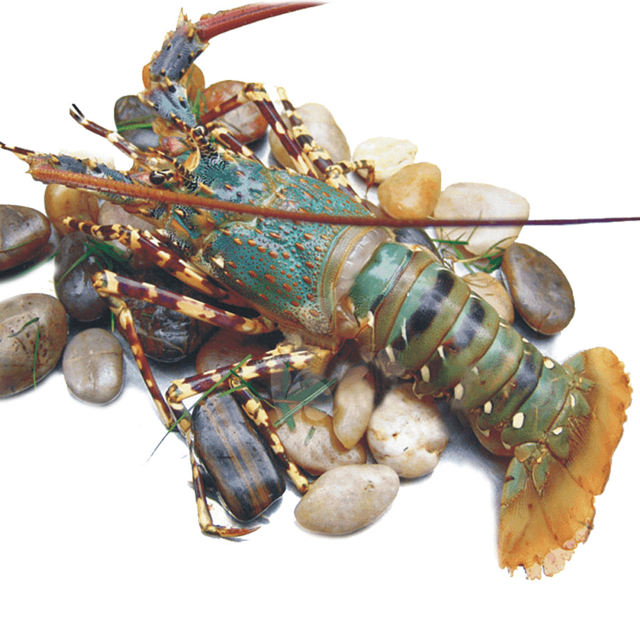 Green Lobster 青龙虾
