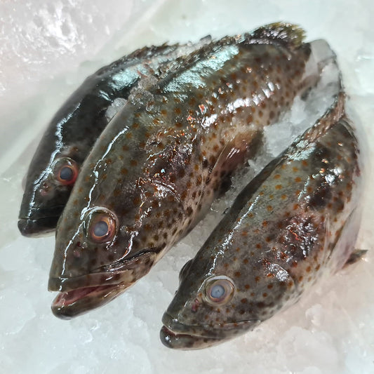 Groupers (Whole Fish - Cutted & Cleaned) 石斑(整条已处理)