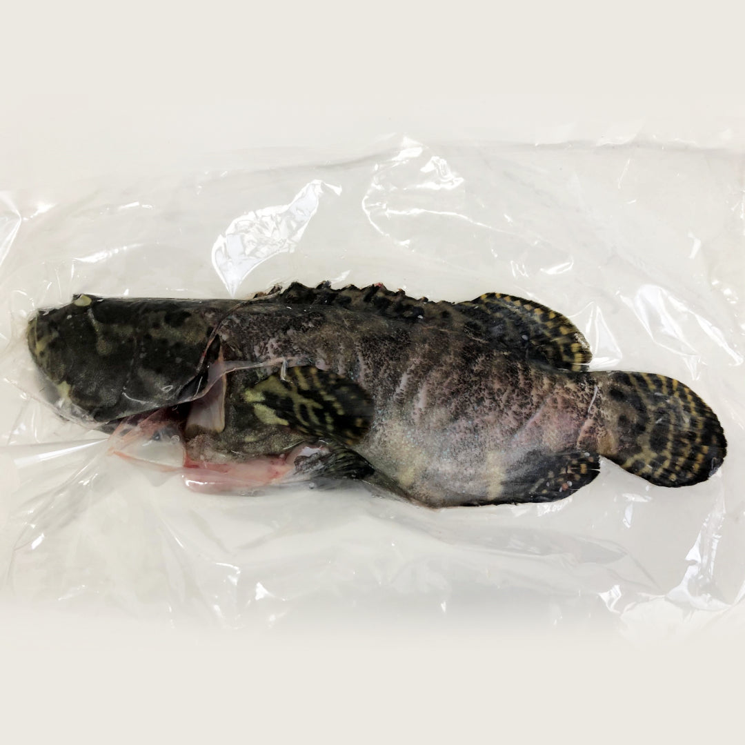 Hybrid Grouper 龙虎斑 (Sabah Whole FIsh)
