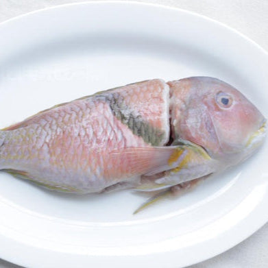 Parrotfish 鹦哥鱼