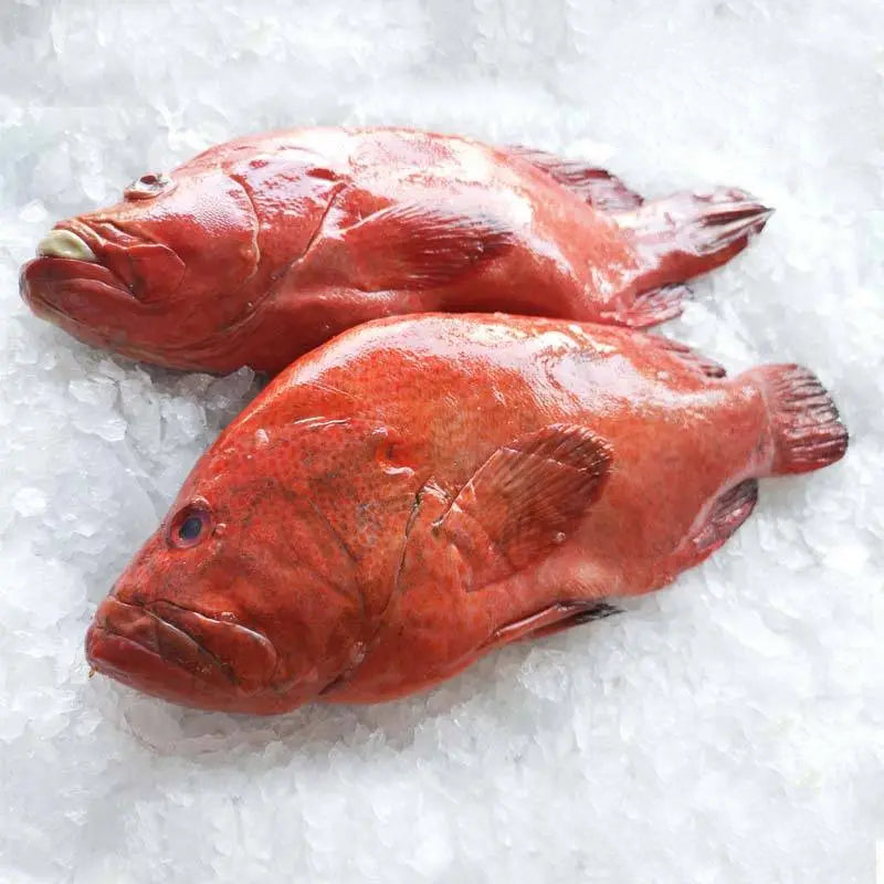 Sabah Tomato Grouper 沙巴红瓜子斑 (Whole Fish)