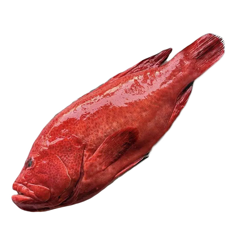 Sabah Tomato Grouper 沙巴红瓜子斑 (Whole Fish)