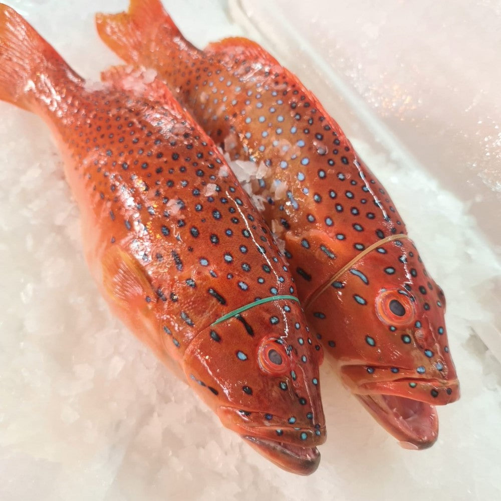 Coral Trout (Seven Star Grouper) 七星斑 (Whole FIsh)