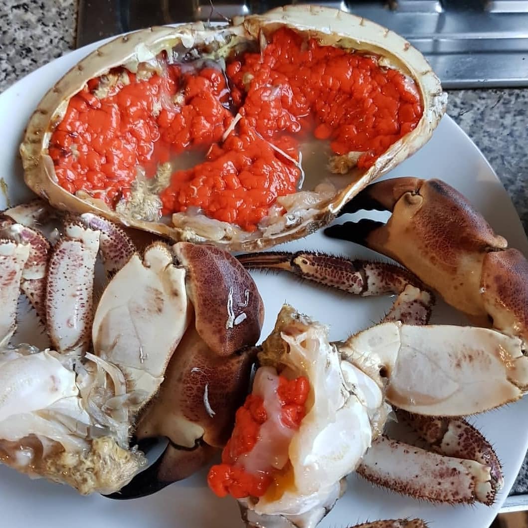 French Crab 面包蟹 800g-1kg