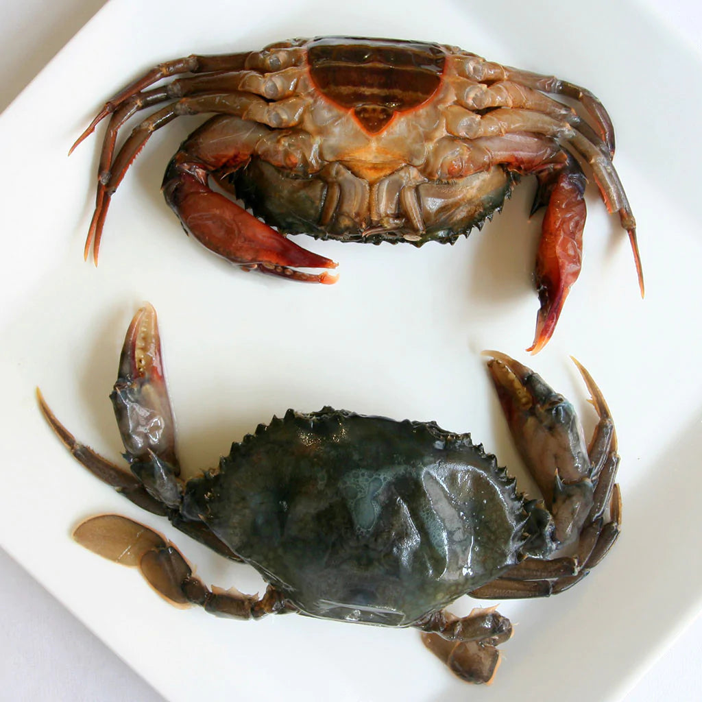 Big Frozen Soft Shell Crab 大软壳蟹 150g±