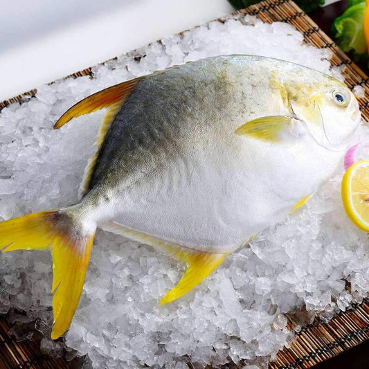 Golden Pomfret 金鲳 (Whole Fish)