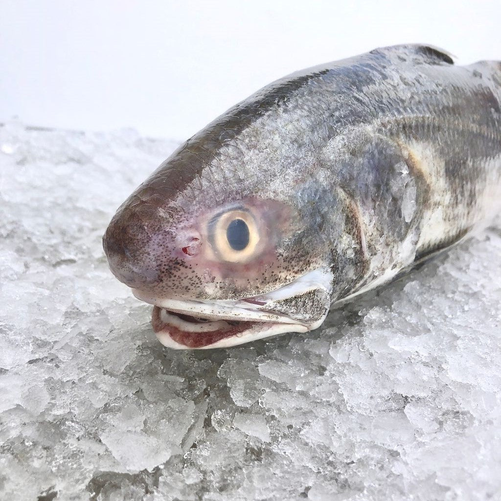 Indian Threadfin Parts 顺风鱼部位