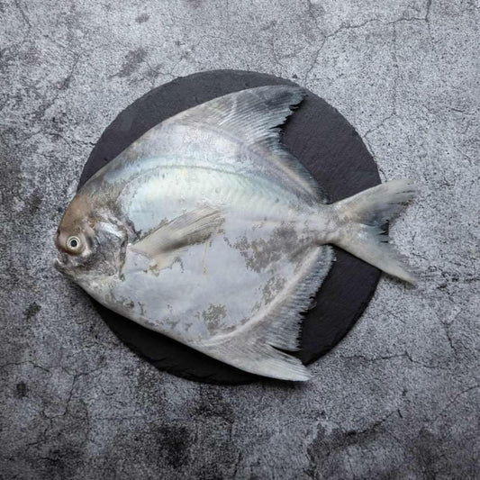 Local Chinese Pomfret 本地斗鲳 (Whole Fish)