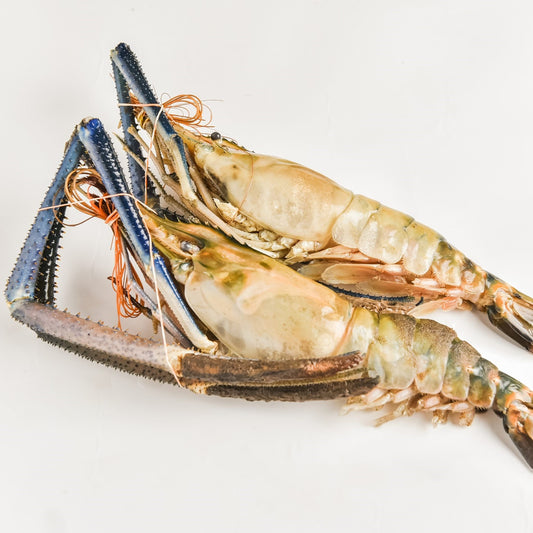 Frozen Scampi 大头虾 (U5 Grade) 200-300g