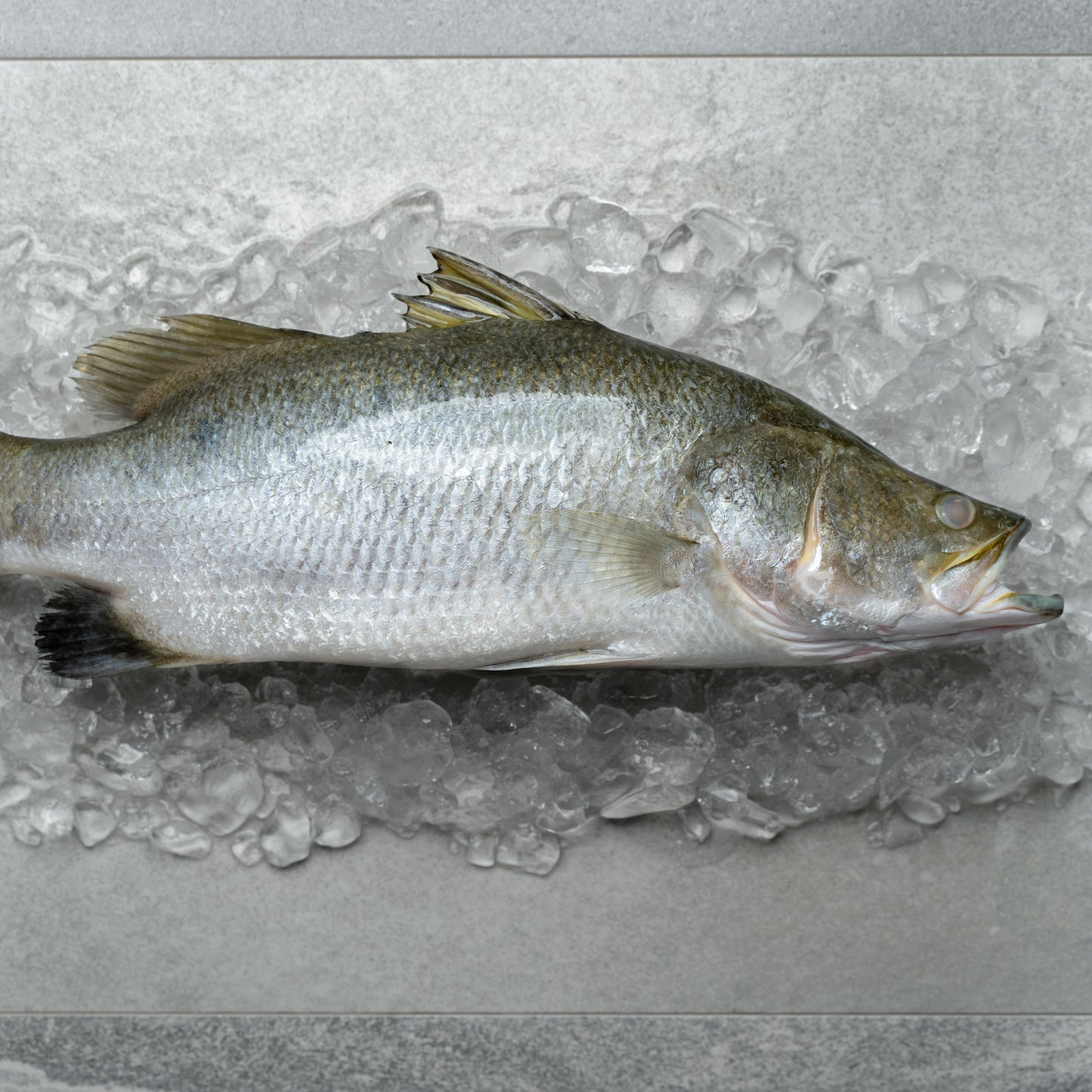 Siakap 石甲鱼 (Whole Fish)