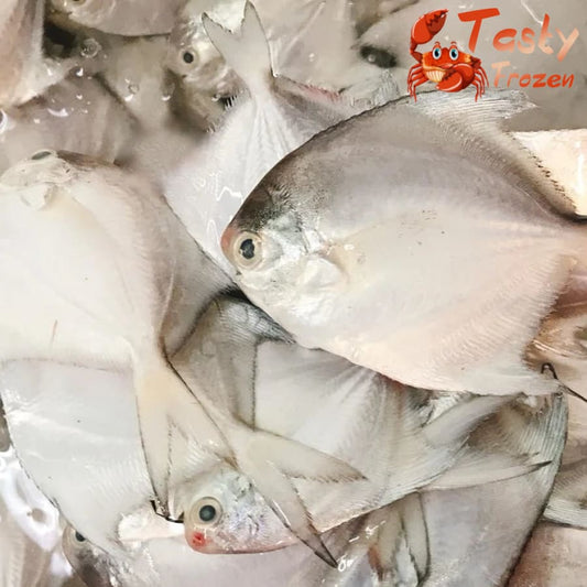Small White Pomfret 小白鲳 500g±