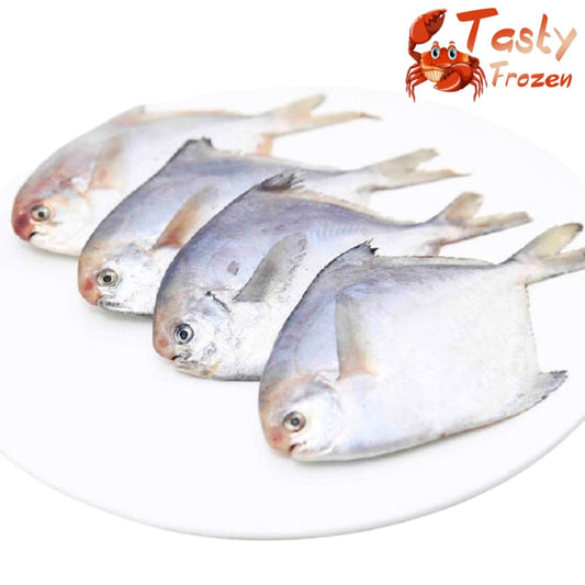 Small White Pomfret 小白鲳 500g±