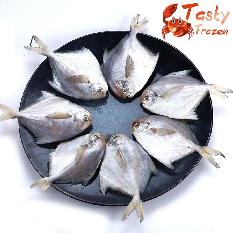 Small White Pomfret 小白鲳 500g±