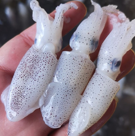 Baby Sotong 苏东仔 500g