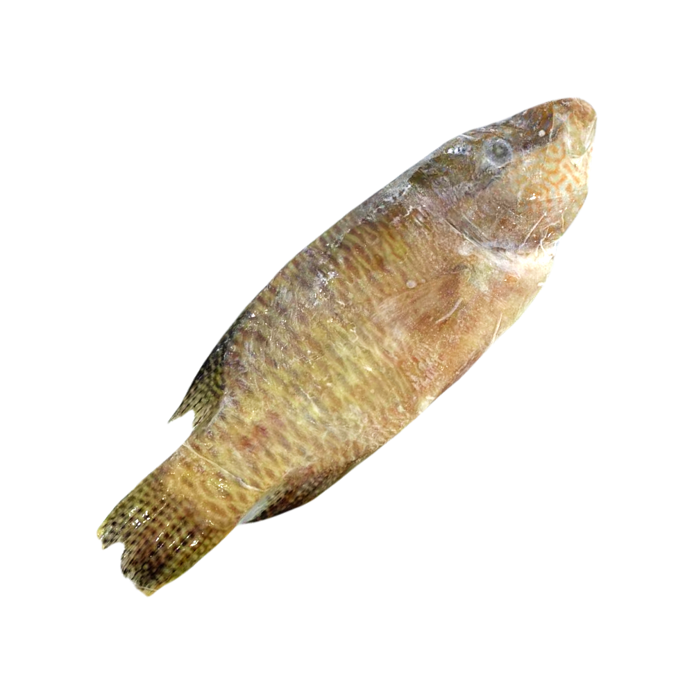 Su Mei Whole Fish 苏眉鱼 Sabah caught
