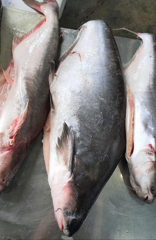 Rawang Patin 黑金巴丁鱼