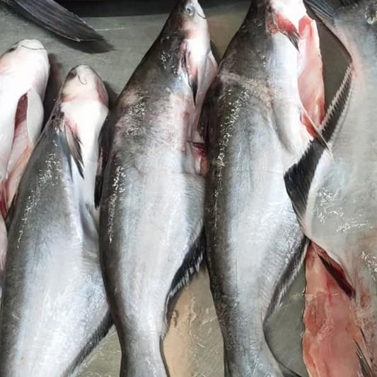 Rawang Patin 黑金巴丁鱼