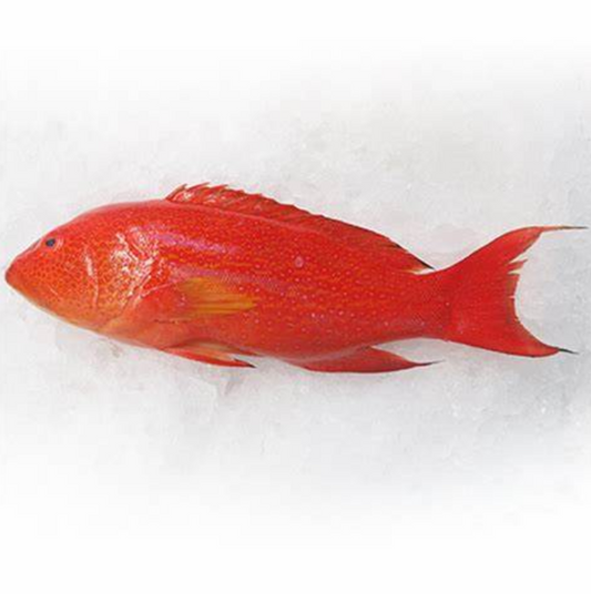 Pineapple Grouper 燕子斑