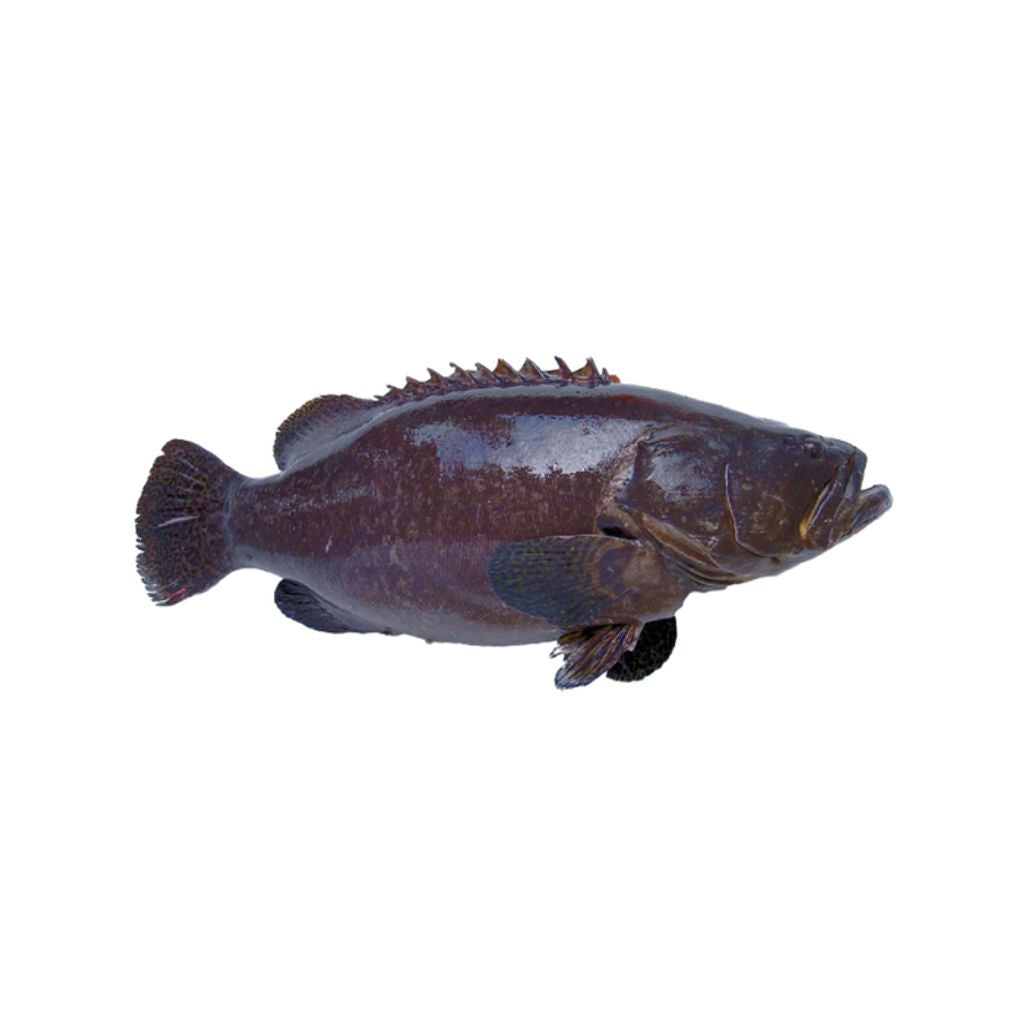 Sabah Black Speckled Grouper 沙巴黑瓜子斑 (Whole Fish)