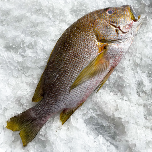 Blubberlip Snapper 海底鸡 (Deep Sea Chicken)