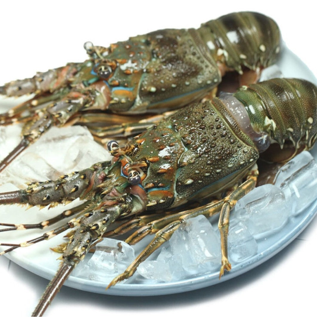 Green Lobster 青龙虾