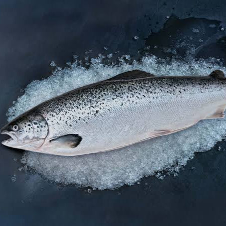 [PRE-ORDER] Sashimi Grade Norway Atlantic Salmon 挪威刺身级大西洋鲑鱼 4~5kg【RM59/kg】Deposit 订金