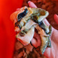 Sabah Spider Conch Meat 沙巴八爪螺肉 500g±