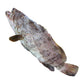 JW Grouper 石斑 (Whole Fish)