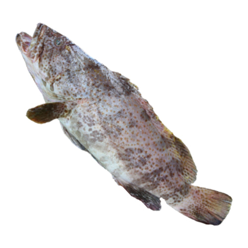 Sabah Grouper 石斑 (Whole Fish)