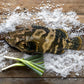 Dragon Tiger Grouper (Hybrid Grouper) 龙虎斑 (Whole Fish)