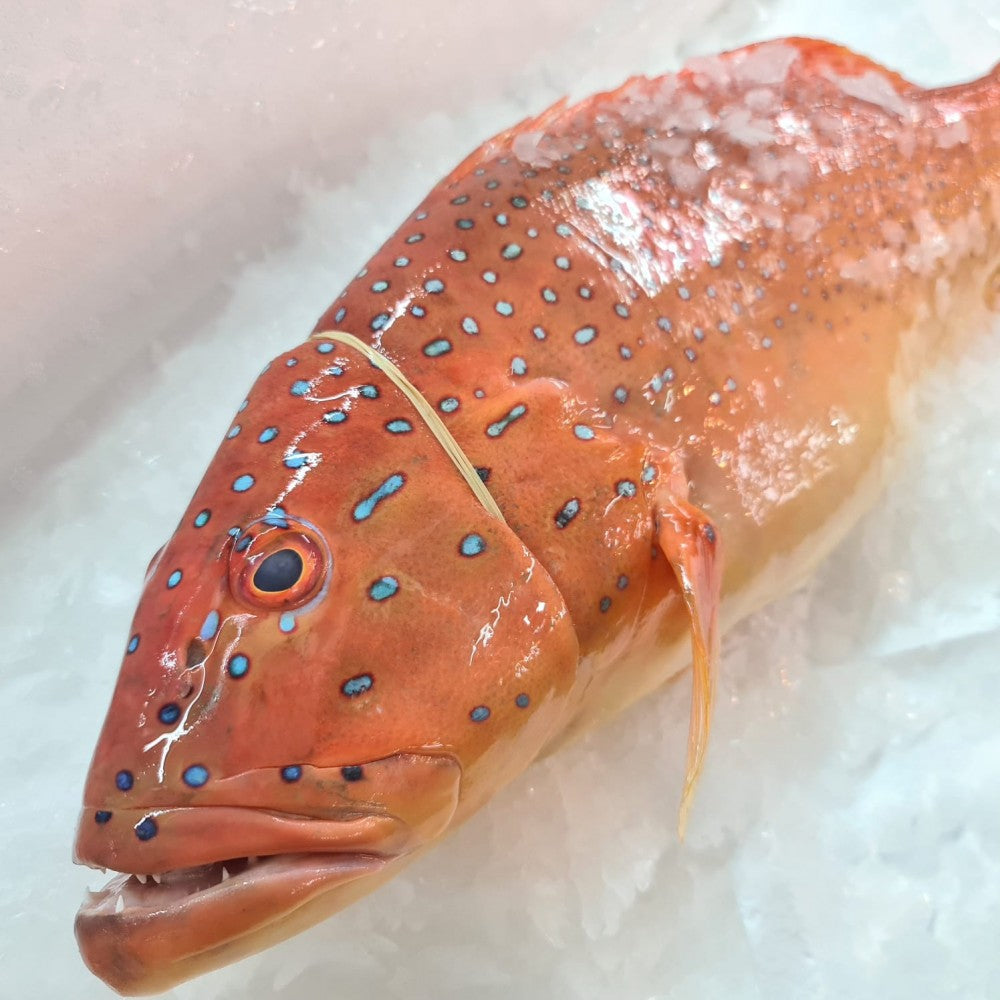 Coral Trout (Seven Star Grouper) 七星斑 (Whole FIsh)