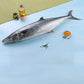 Korean Seer Fish 板鲛鱼 (Whole Fish)