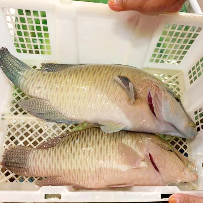 Su Mei Whole Fish 苏眉鱼 Sabah caught