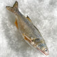Threadfin 马鲅 (Whole Fish)