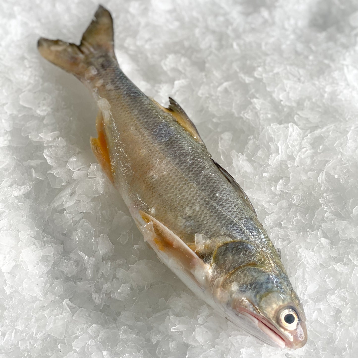 Threadfin 马鲅 (Whole Fish)