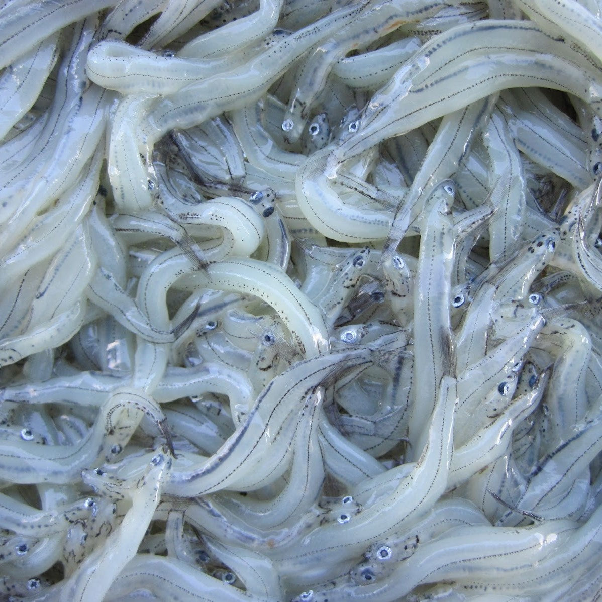 Frozen White Bait 冷冻银鱼 (1kg)